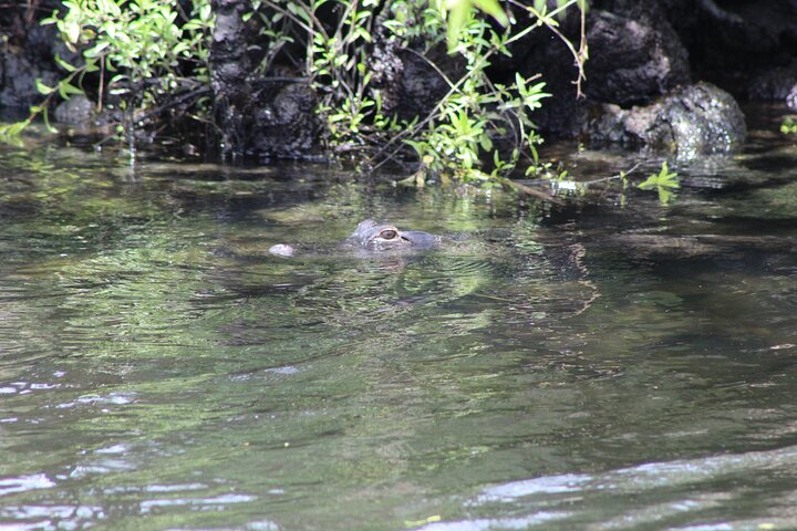 See Crystal River - Mantee & Wildlife Viewing Cruise