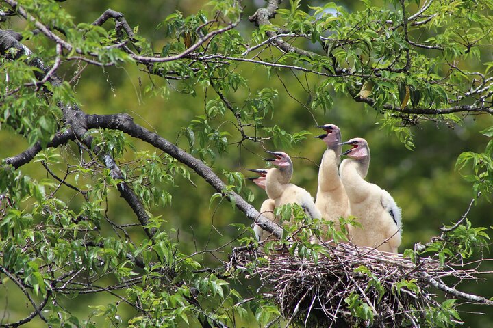 See Crystal River - Mantee & Wildlife Viewing Cruise