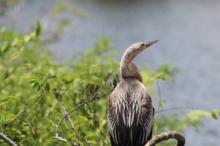 See Crystal River - Mantee & Wildlife Viewing Cruise