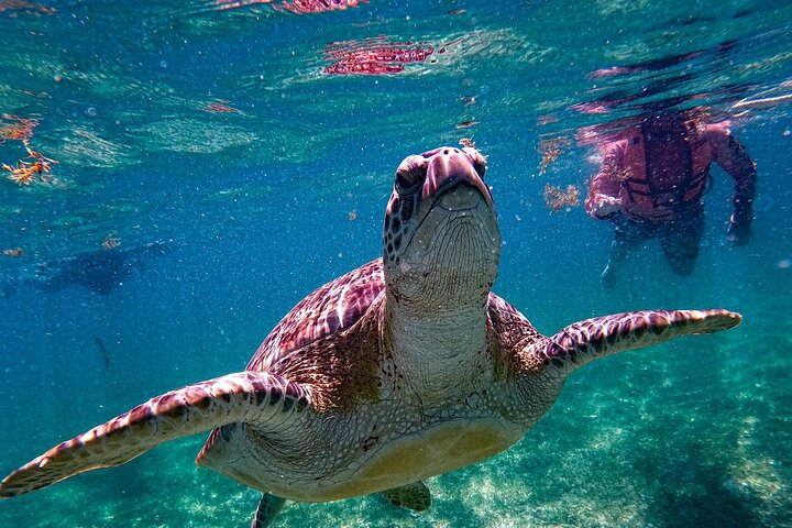 Private Tour to Tulum, Cenote and Swimming with Turtles