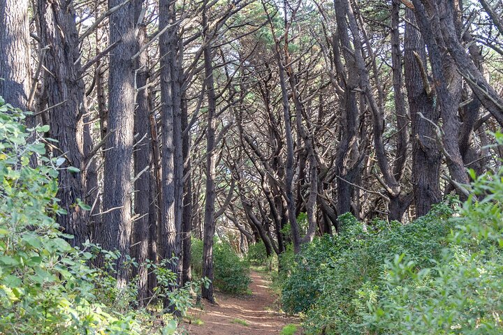 Lord of The Rings Full Day locations tour incl Weta & keepsake