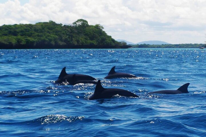 A Half Day Private Dolphins And Snorkeling Tour To Mnemba Island