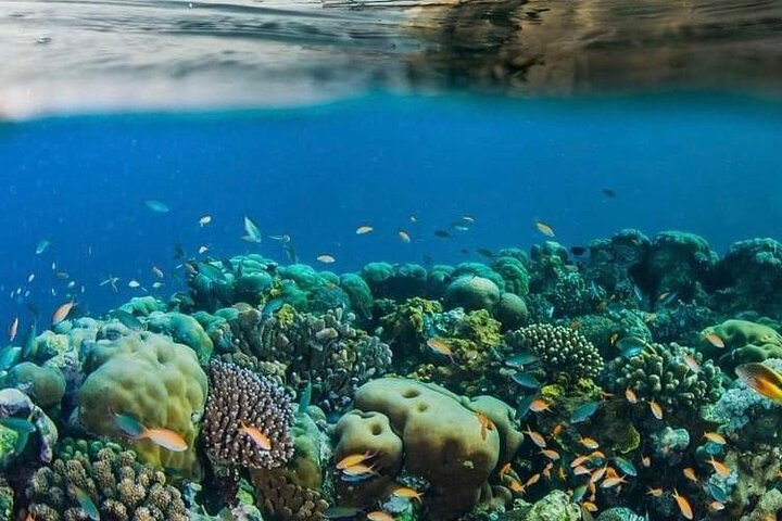 A Half Day Private Dolphins And Snorkeling Tour To Mnemba Island