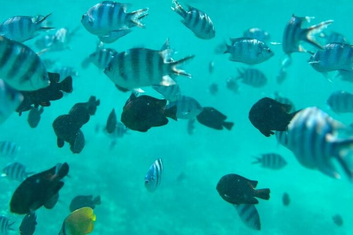 A Half Day Private Dolphins And Snorkeling Tour To Mnemba Island