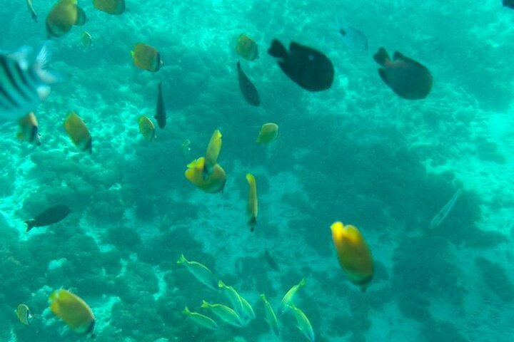 A Half Day Private Dolphins And Snorkeling Tour To Mnemba Island