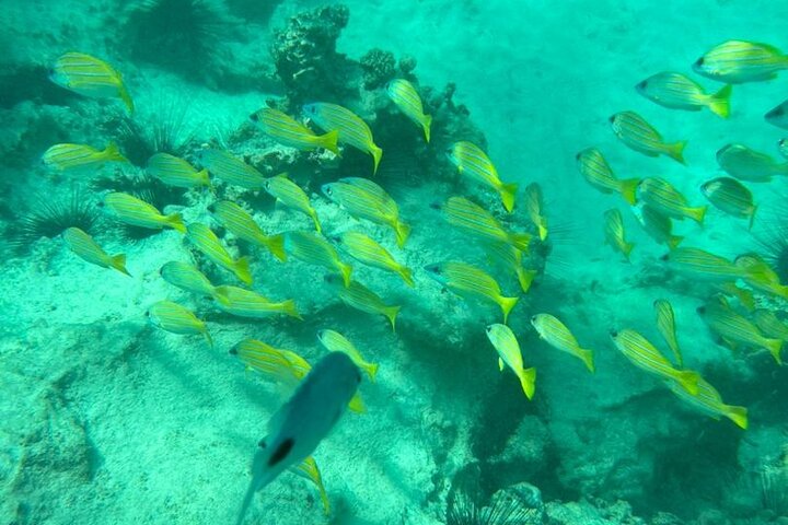 A Half Day Private Dolphins And Snorkeling Tour To Mnemba Island