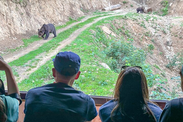 Bear Watching In Brasov: Observe Wild Bears From A Hideout (100%)