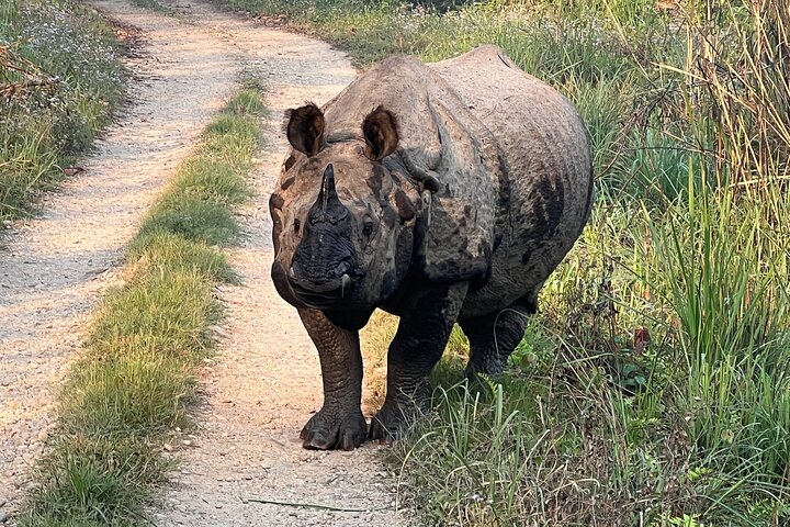 2 Nights 3 Days Chitwan National Park Package with Jeep Safari