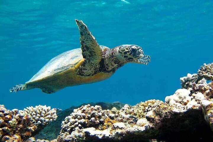 Marsa Mubarak Boat Trip with Turtles and Dugongs From Marsa Alam