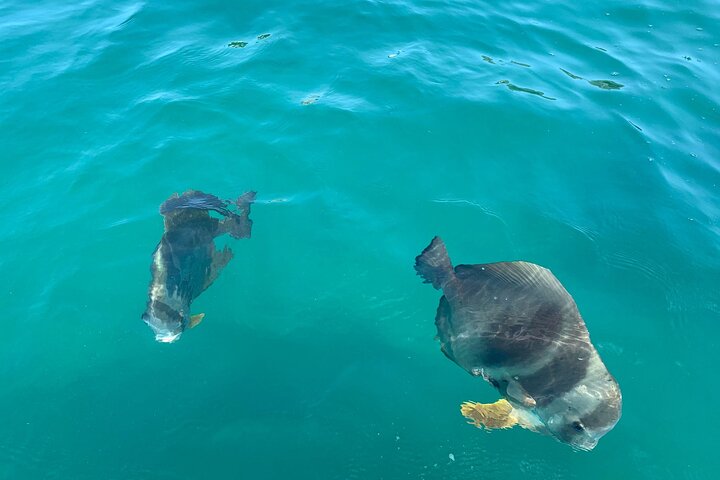 Magnetic Island Snorkel Jet Ski Tour