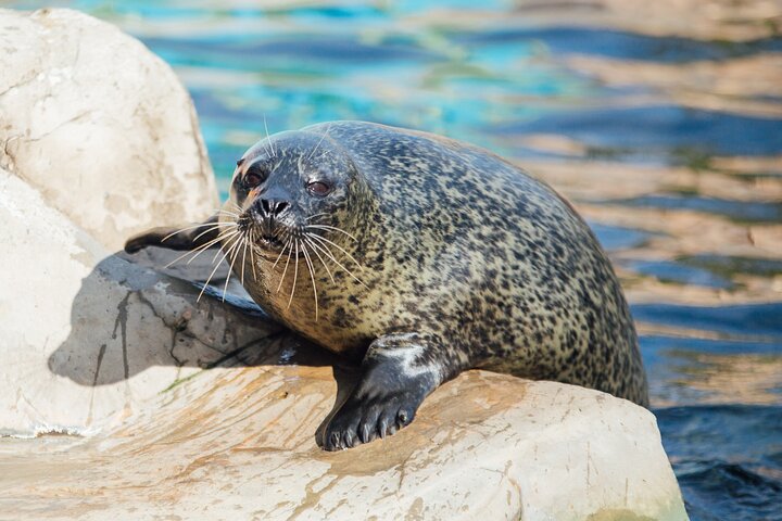 SEA LIFE Weymouth Admission Ticket