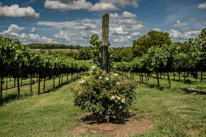 Natchez Trace Parkway: Tennessee & Alabama GPS Audio Driving Tour