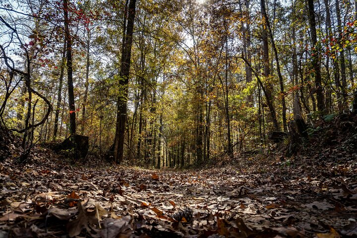 Natchez Trace Parkway: Tennessee & Alabama GPS Audio Driving Tour