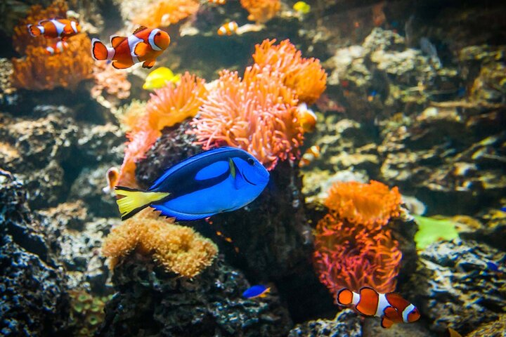 SEA LIFE Weymouth Admission Ticket