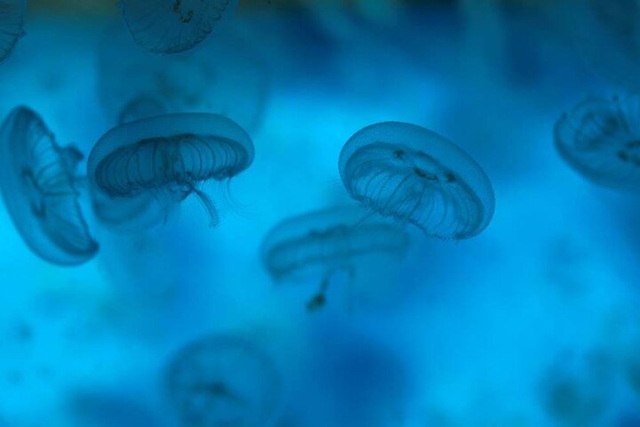 SEA LIFE Weymouth Admission Ticket