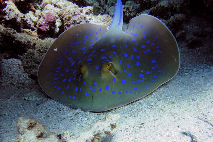 SEA LIFE Weymouth Admission Ticket