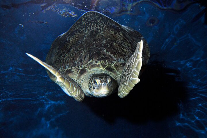 SEA LIFE Weymouth Admission Ticket