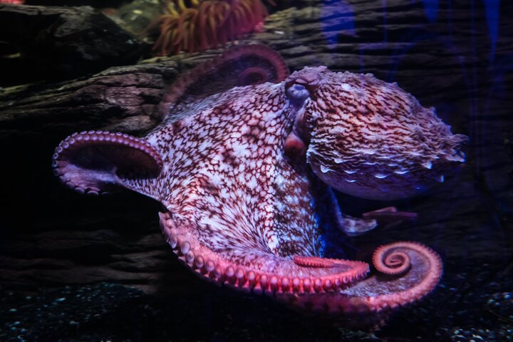 SEA LIFE Birmingham Admission Ticket