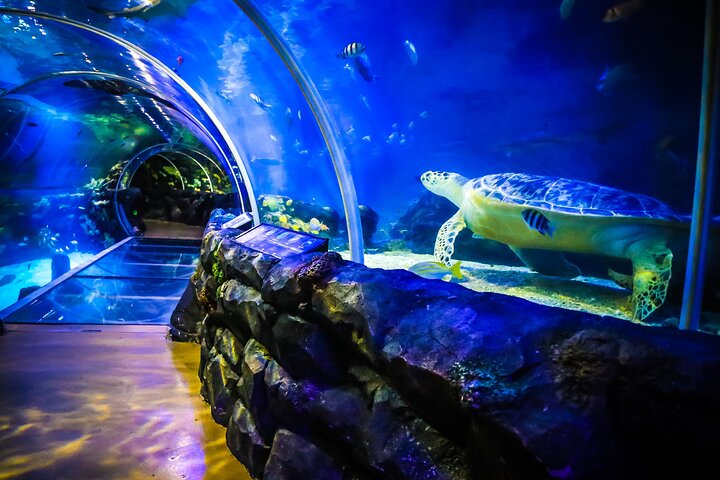 SEA LIFE Birmingham Admission Ticket