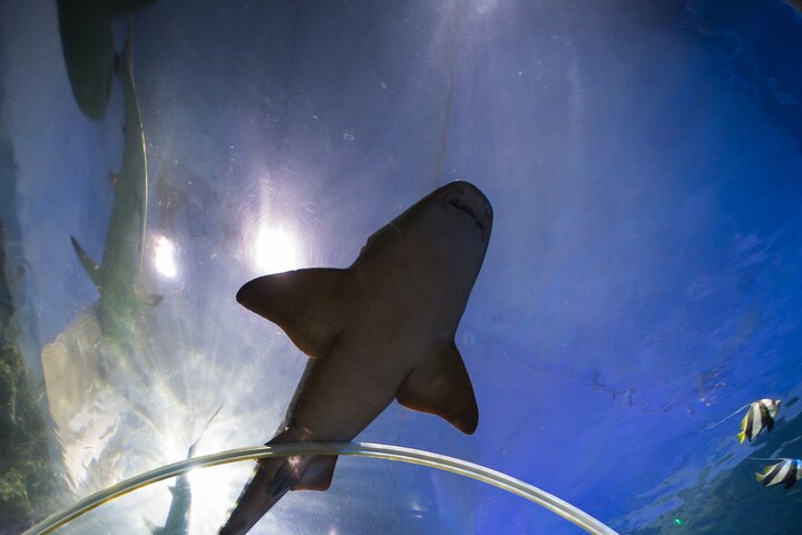 SEA LIFE Birmingham Admission Ticket