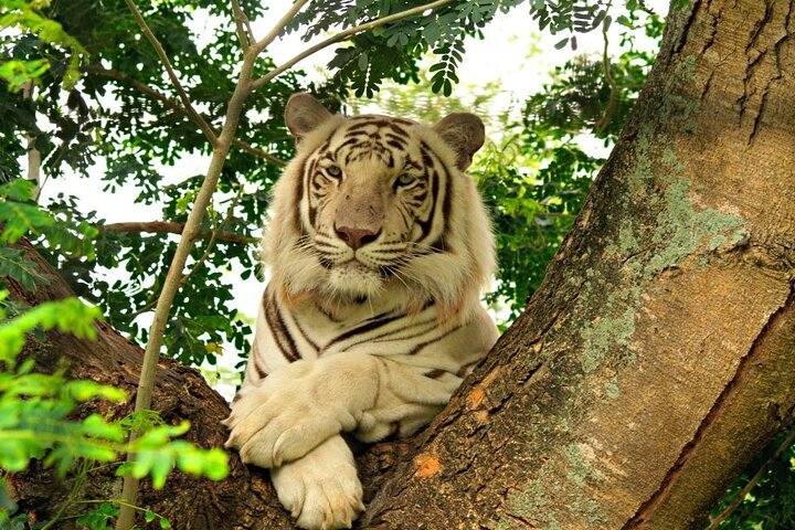 Wild South West Tour : SAFARI & TULAWAKA CASELA PARK & LE MORNE