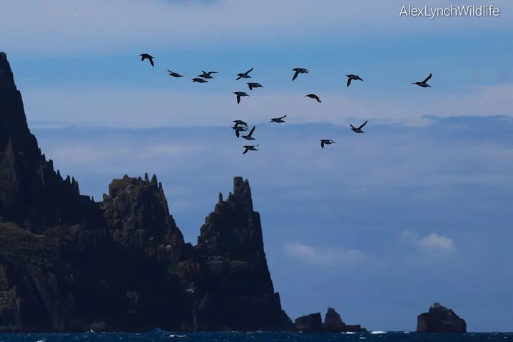 Dingle Boat Tours Wildlife RIB Adventure