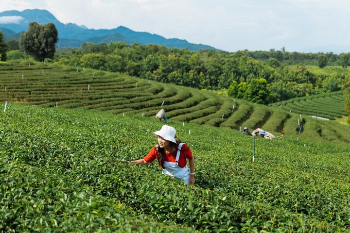 From Chiang Rai: 3 Temples, Golden Triangle Tour, Tea Plantation
