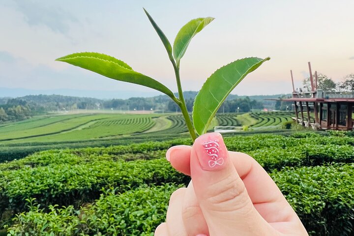 Chiang Rai Private Bespoke Sightseeing Tour