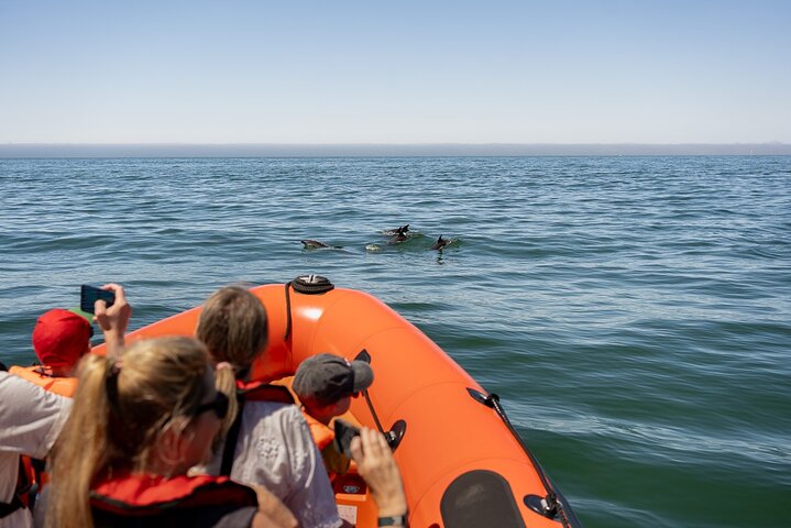 Cascais coast: Dolphin watching