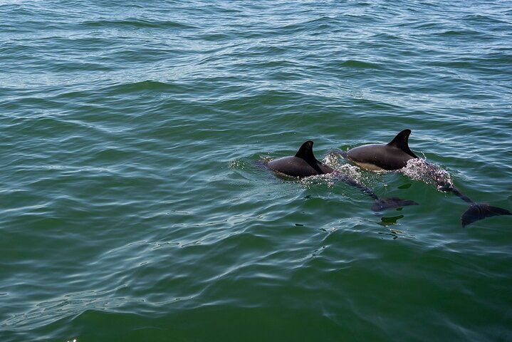 Cascais coast: Dolphin watching