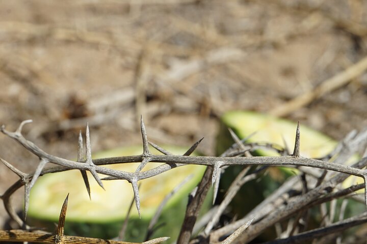 Welwitschia Exclusive Tour in the Moonlandscape, Swakopmund