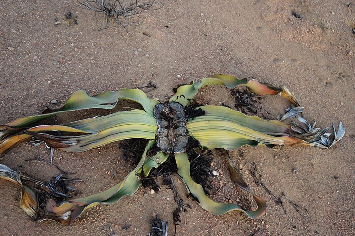 Welwitschia Exclusive Tour in the Moonlandscape, Swakopmund