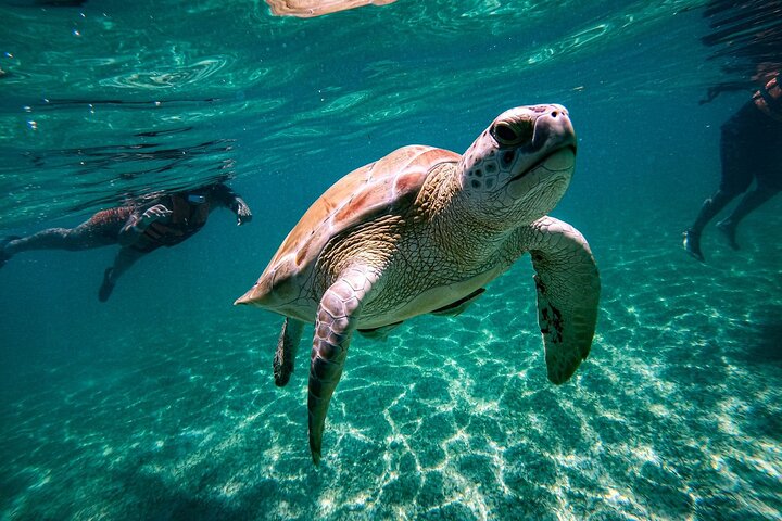 Private Tour to Tulum, Cenote and Swimming with Turtles