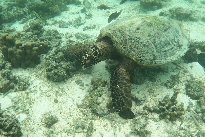 Full-Day Upolu Island Highlights Tour from Apia
