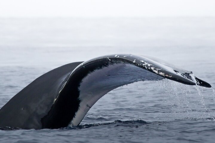 Watch and Swim with Humpback Whales in Moorea