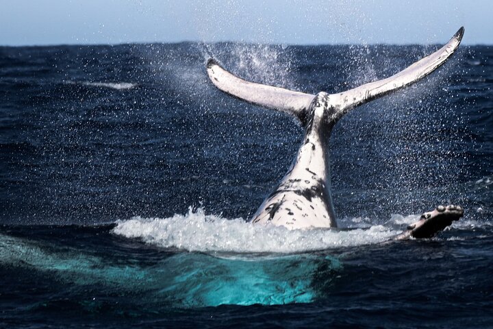 Watch and Swim with Humpback Whales in Moorea