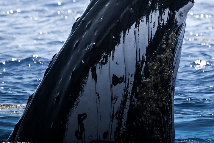 Watch and Swim with Humpback Whales in Moorea