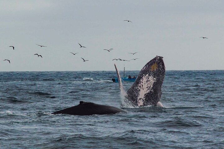 Snorkeling tour and whales watching - Machalilla National Park