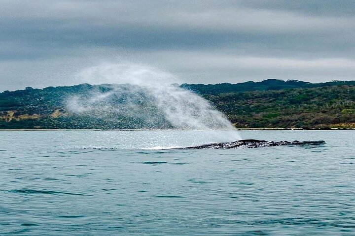 Snorkeling tour and whales watching - Machalilla National Park