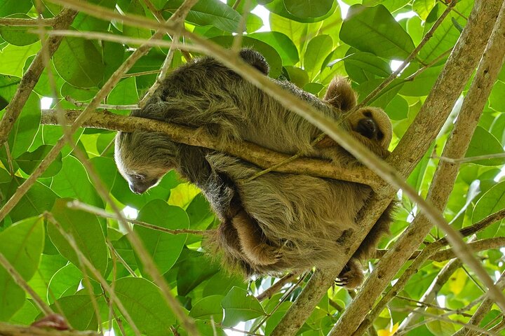 Puerto Viejo Sloth Jungle and River Kayaking Tour