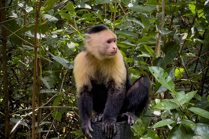Puerto Viejo Sloth Jungle and River Kayaking Tour