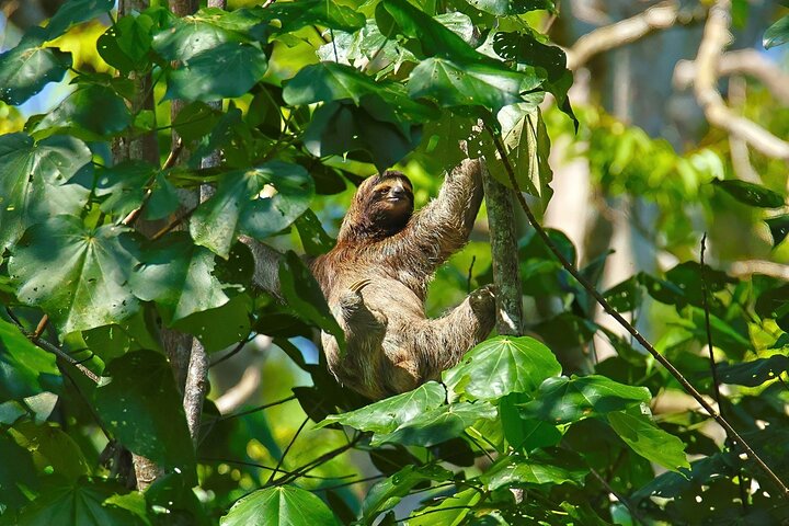 Puerto Viejo Sloth Jungle and River Kayaking Tour