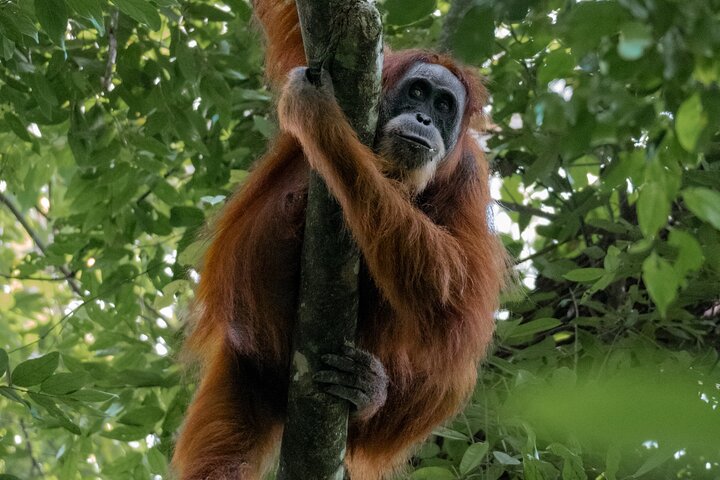 2 Days Ethical Jungle Trek in Sumatra