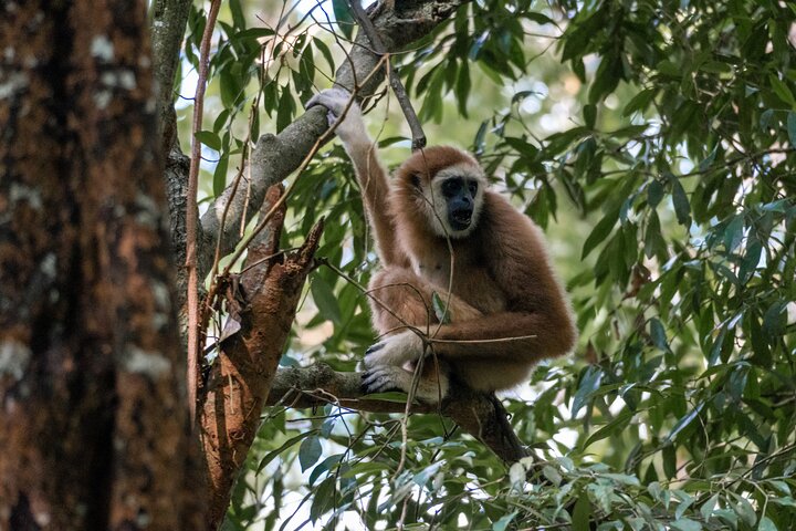 2 Days Ethical Jungle Trek in Sumatra