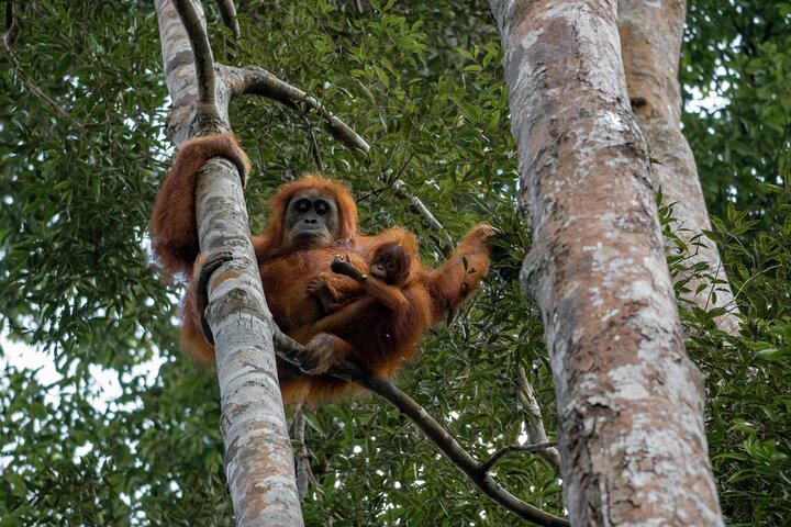 2 Days Ethical Jungle Trek in Sumatra