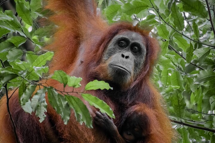 2 Days Ethical Jungle Trek in Sumatra