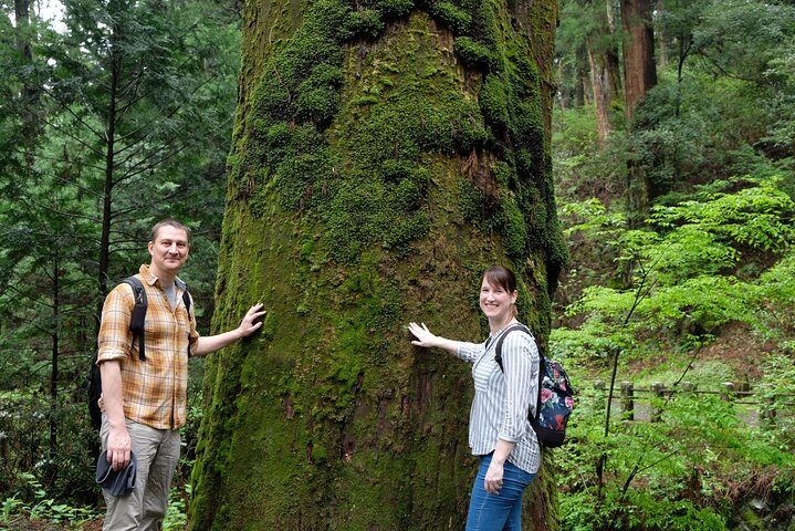 Forest Bathing in Temple and Enjoy onsen with healing power