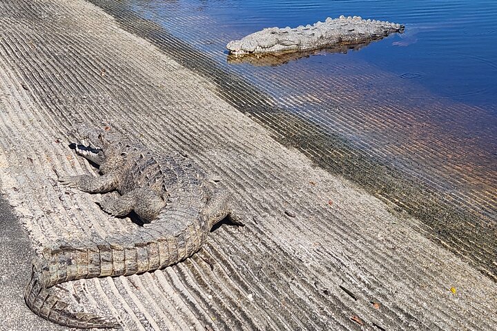 Everglades National Park: 3 Hikes + 90 minute Boat Tour + Lunch