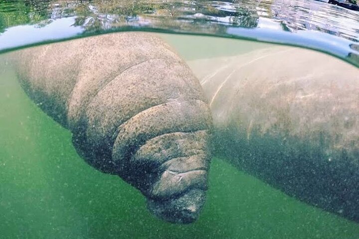 Everglades National Park: 3 Hikes + 90 minute Boat Tour + Lunch