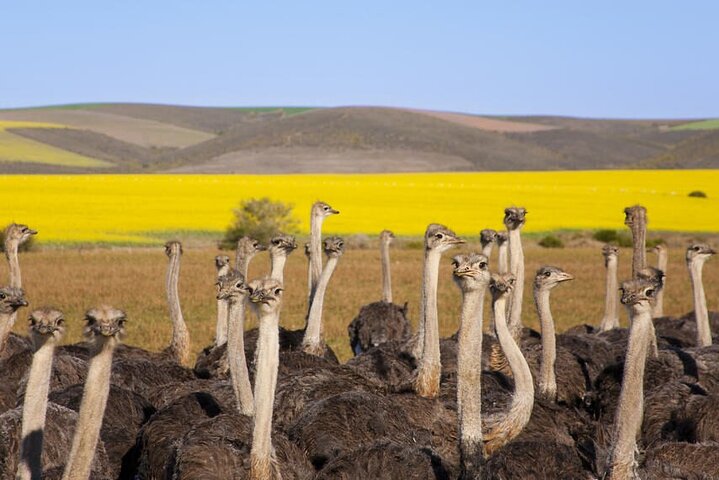 Oudtshoorn PRIVATE TOUR - Full Day